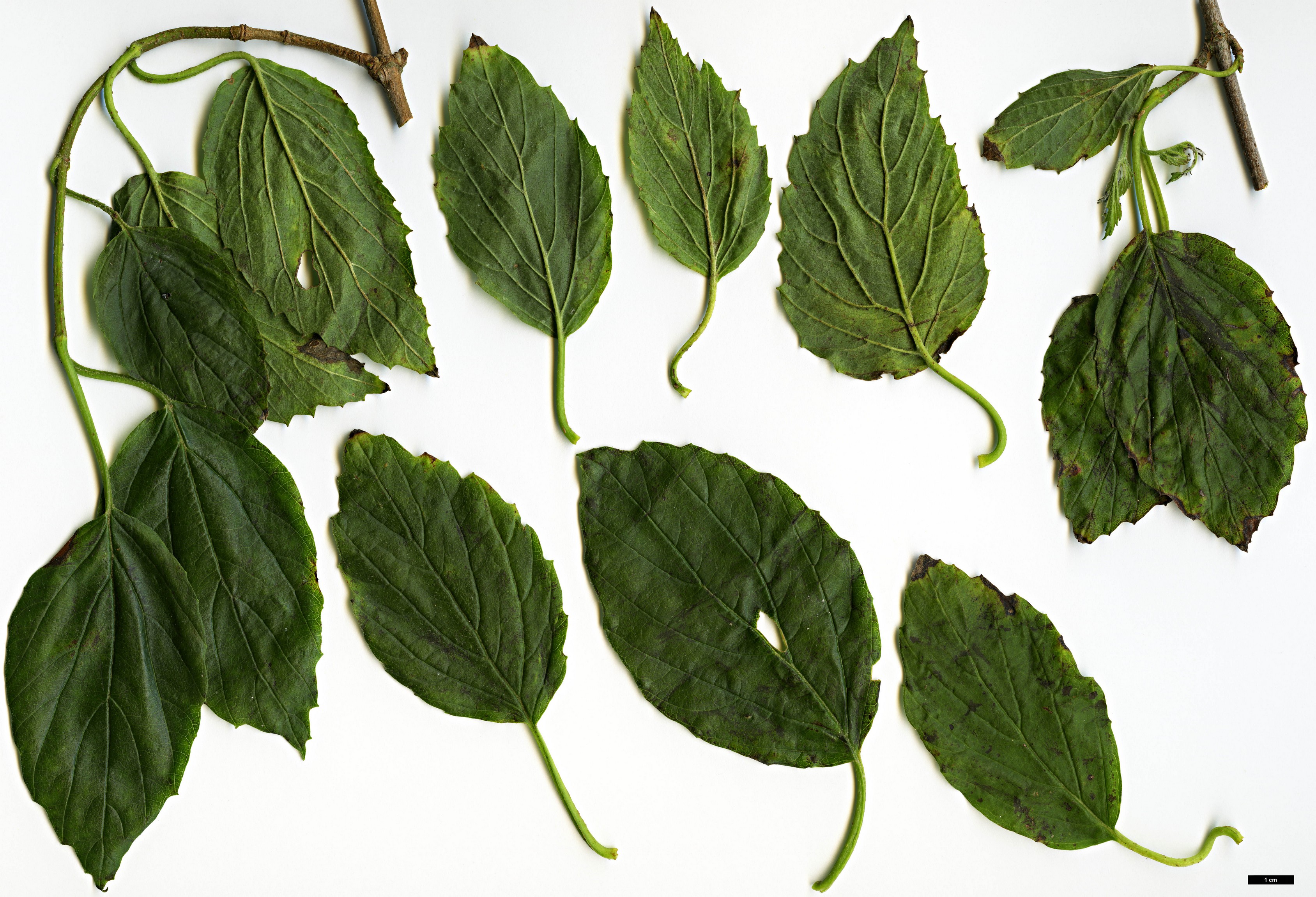 High resolution image: Family: Adoxaceae - Genus: Viburnum - Taxon: dentatum